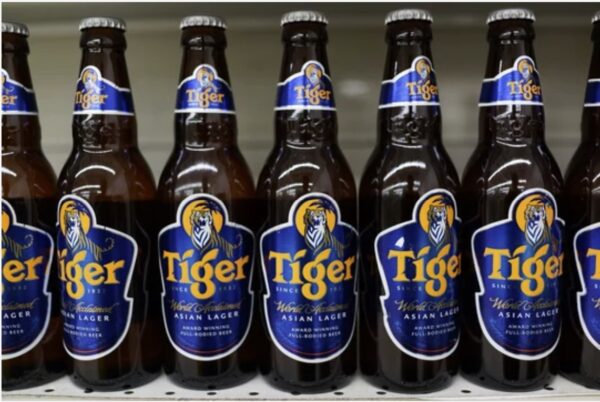TIGER Beer 250ml/330ml - Image 2